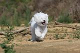 BICHON FRISE 268